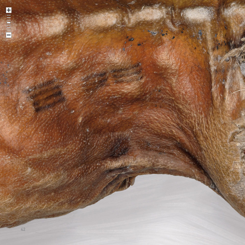 Họ còn tìm thấy nhiều loại thảo mộc khác nhau có đặc tính y học gần nơi phát hiện xác ướp Otzi tại dãy Alps, gần biên giới giữa Áo và Italy. Điều này khiến giới nghiên cứu càng tin rằng đó thực sự là mục đích xăm mình của Otzi và những người cùng thời. Tuy nhiên, họ vẫn nỗ lực nghiên cứu để giải mã ý nghĩa của những hình xăm trên các xác ướp cổ xưa.