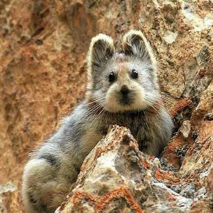 Loài chuột Ili Pika được tìm thấy tại các khu vực hẻo lánh của Trung Quốc lần đầu tiên vào năm 1983. Chúng sinh sống chủ yếu ở khu vực dãy núi Thiên Sơn tại vùng Tân Cương. Theo ước tính, số lượng loài này có ít hơn 1.000 con. Thức ăn của chúng bao gồm các loại rau củ, cỏ và vài loại lá cây bụi ở vùng núi.