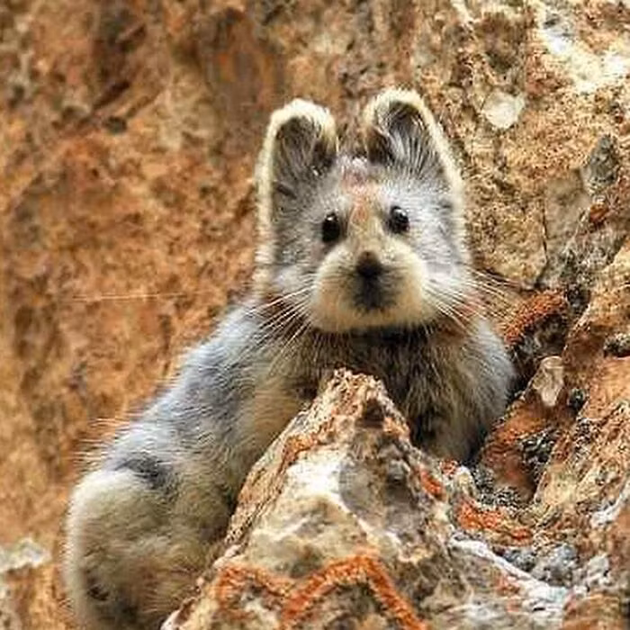 Loài chuột Ili Pika được tìm thấy tại các khu vực hẻo lánh của Trung Quốc lần đầu tiên vào năm 1983. Chúng sinh sống chủ yếu ở khu vực dãy núi Thiên Sơn tại vùng Tân Cương. Theo ước tính, số lượng loài này có ít hơn 1.000 con. Thức ăn của chúng bao gồm các loại rau củ, cỏ và vài loại lá cây bụi ở vùng núi.