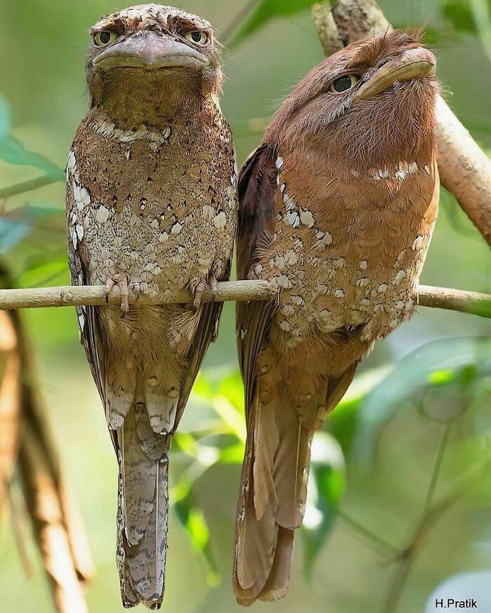Frogmouth hay còn gọi là cú muỗi mỏ quặp được tìm thấy ở Ấn Độ, miền nam châu Á. Australia. Với vẻ ngoài đáng yêu, thức ăn khoái khẩu của loài này là côn trùng.