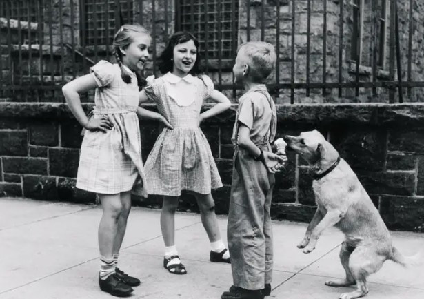 Chú chó ngang nhiên ăn vụng kem trong khi cậu bé đang mải trò chuyện với các bạn.