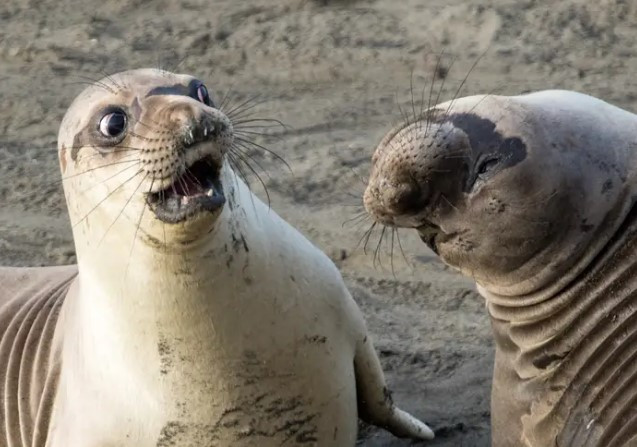 Một con hải cẩu lộ vẻ "khinh bỉ, chán ghét" khi đồng loại tỏ ra dễ thương, quyến rũ.