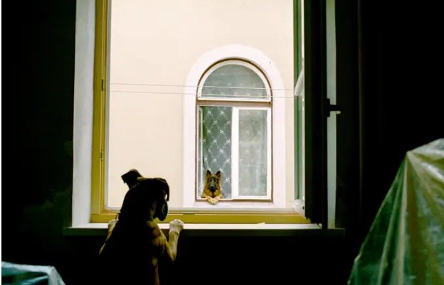 Hai con chó là phiên bản động vật của Romeo và Juliet bị ngăn cách bởi hai nhà. Theo đó, chúng phải "trò chuyện" qua cửa sổ.