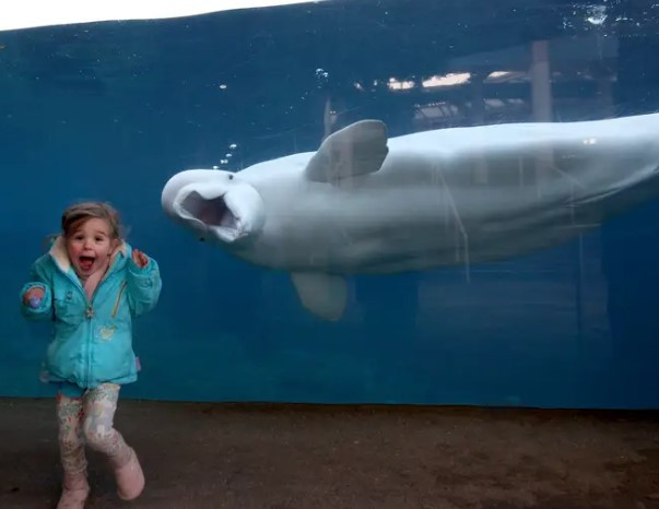 Con cá voi beluga khoe chiếc miệng rộng khiến một bé gái "sợ hết hồn" đến mức giật mình bỏ chạy.
