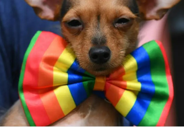 Con chó với khuôn mặt "buồn ngủ" khi được chủ nhân thắt nơ vào cổ để chụp ảnh.