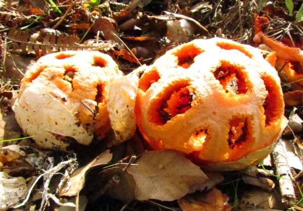 Khi ăn các chất nhầy bên trong cấu trúc giống quả cầu mây hình tròn, rỗng ruột của nấm lồng đỏ, những con ruồi vô tình làm rụng hàng triệu bào tử tí hon của nấm.