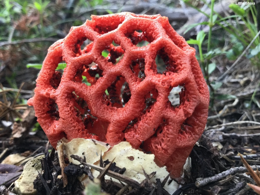 Nấm lồng đỏ thuộc nhóm nấm hoại sinh. Điều này có nghĩa chúng là thể sợi ăn gỗ chết và mục ruỗng.