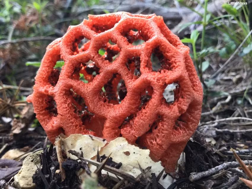 Nấm lồng đỏ thuộc nhóm nấm hoại sinh. Điều này có nghĩa chúng là thể sợi ăn gỗ chết và mục ruỗng.