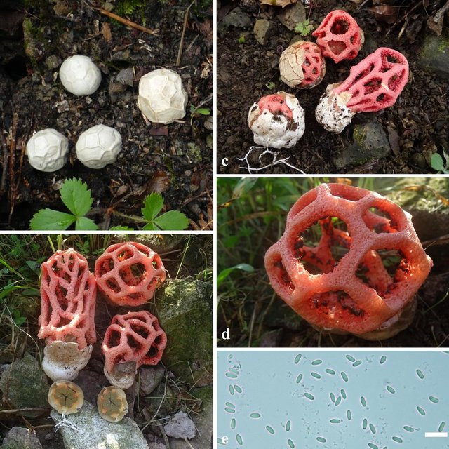 Loài nấm lồng đỏ phân bố chủ yếu ở châu Âu. Ban đầu, chúng mang hình dáng quả cầu màu trắng được bao bọc bởi một màng mỏng có chất nhờn chứa nhiều canxi có chức năng bảo vệ phần bên trong cây nấm non.