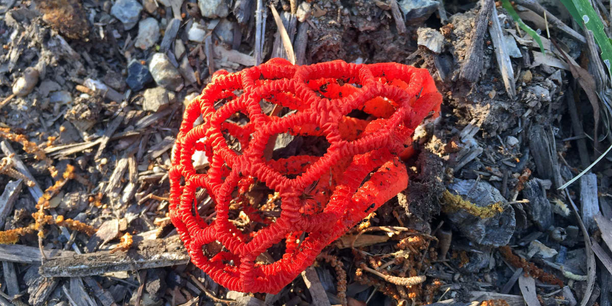 Mỗi cây nấm lồng đỏ khi trưởng thành thường có kích thước lên đến 20 cm và nổi bật với màu sắc rực rỡ như đỏ, cam và hồng.