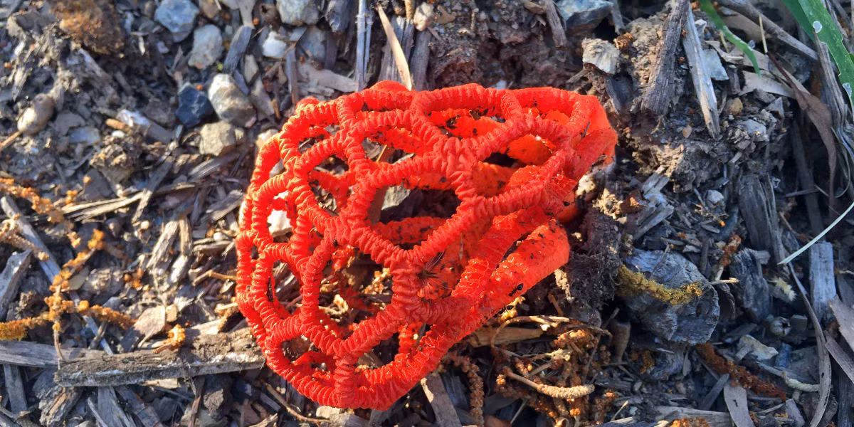 Mỗi cây nấm lồng đỏ khi trưởng thành thường có kích thước lên đến 20 cm và nổi bật với màu sắc rực rỡ như đỏ, cam và hồng.