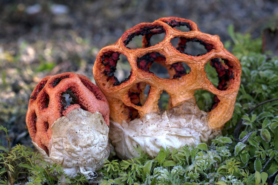 Khi ruồi cất cánh bay đi thì những bào tử bám vào cơ thể của chúng sẽ được phát tán ra môi trường xung quanh, xa hơn và rộng hơn. Nhờ vậy, nấm lồng đỏ sinh sôi nảy nở ở các vùng đất rộng lớn - nơi những con ruồi mang chúng tới.