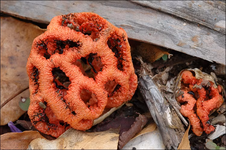 Đổi lại, nấm lồng đỏ có được lợi một thứ của ruồi, muỗi là cánh của chúng. Trong khi nhiều loại nấm phát tán các bào tử bằng cách phun chúng vào gió thì nấm lồng đỏ làm việc này nhờ ruồi.
