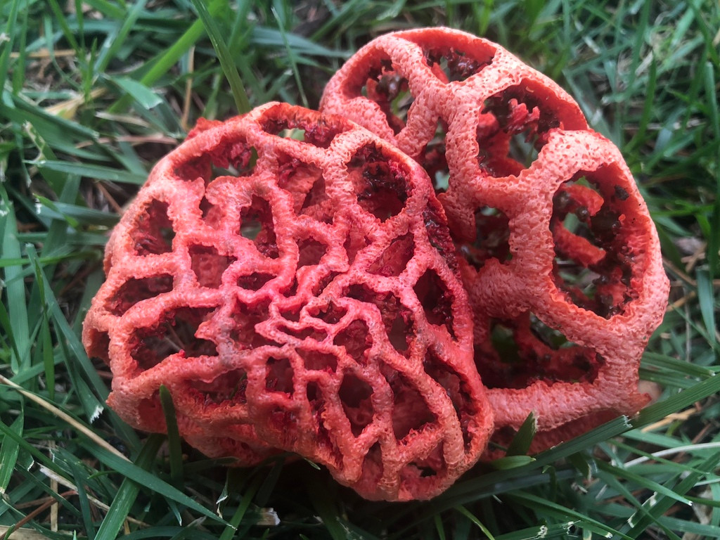 Mặc dù có màu sắc bắt mắt và hình dáng thú vị như vậy nhưng nấm lồng đỏ lại "giả chết" bằng việc tiết ra một chất nhầy bốc mùi như xác thối.