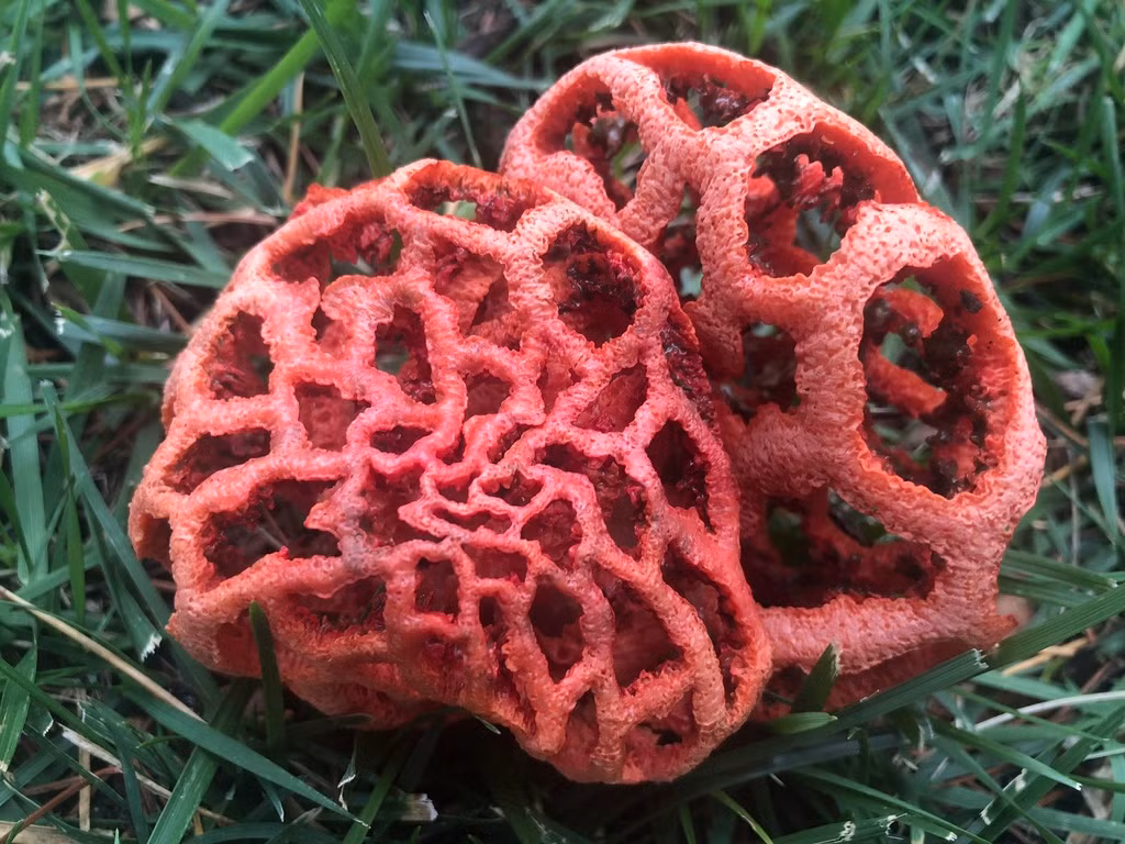 Mặc dù có màu sắc bắt mắt và hình dáng thú vị như vậy nhưng nấm lồng đỏ lại "giả chết" bằng việc tiết ra một chất nhầy bốc mùi như xác thối.