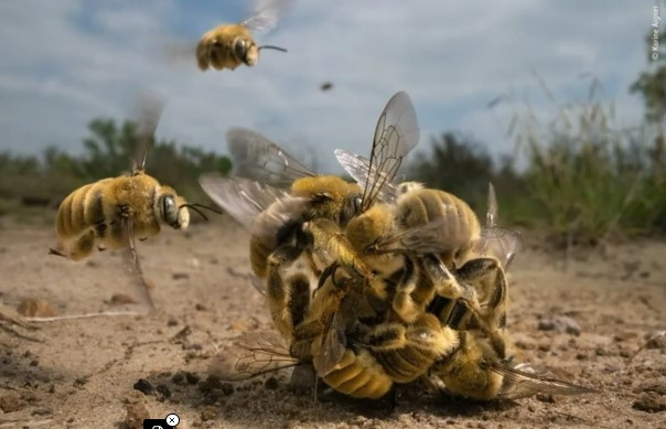 Nhiếp ảnh gia Karine Aigner chụp được ảnh những con ong bám lấy nhau, tạo thành một "quả bóng" tại hoang mạc Texas, Mỹ.