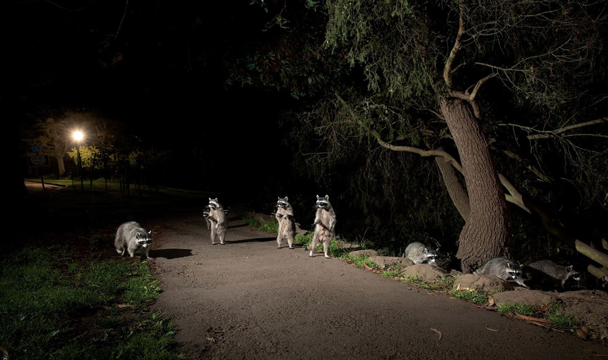 Những con gấu mèo ở Công viên Cổng Vàng của San Francisco, Mỹ, đứng thẳng 2 chân khi nhìn thấy một người dân thường xuyên cho chúng ăn mặc dù hành vi này bị luật pháp nghiêm cấm. Bức ảnh do nhiếp ảnh gia Corey Arnold chụp.