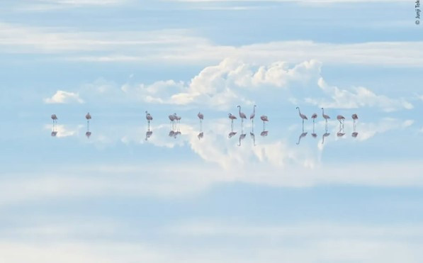 Khoảnh khắc tuyệt đẹp đàn chim hồng hạc đậu trên mặt nước trong veo, phản chiếu lại bầu trời. Cảnh tượng ngỡ như "chốn thiên đường" này do nhiếp ảnh gia Junji Takasago chụp.