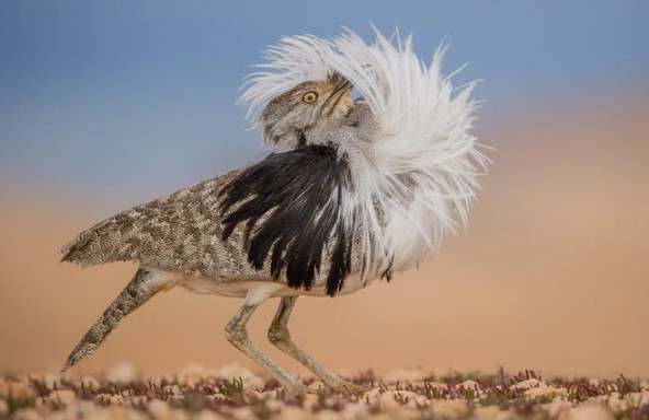 Nhiếp ảnh gia José Juan Hernández Martinez nổi tiếng thế giới với bức ảnh chụp một con chim bìm bịp houbara nâng cao chùm lông từ trước cổ và ngửa đầu ra sau để trình diễn vũ điệu của bản thân.