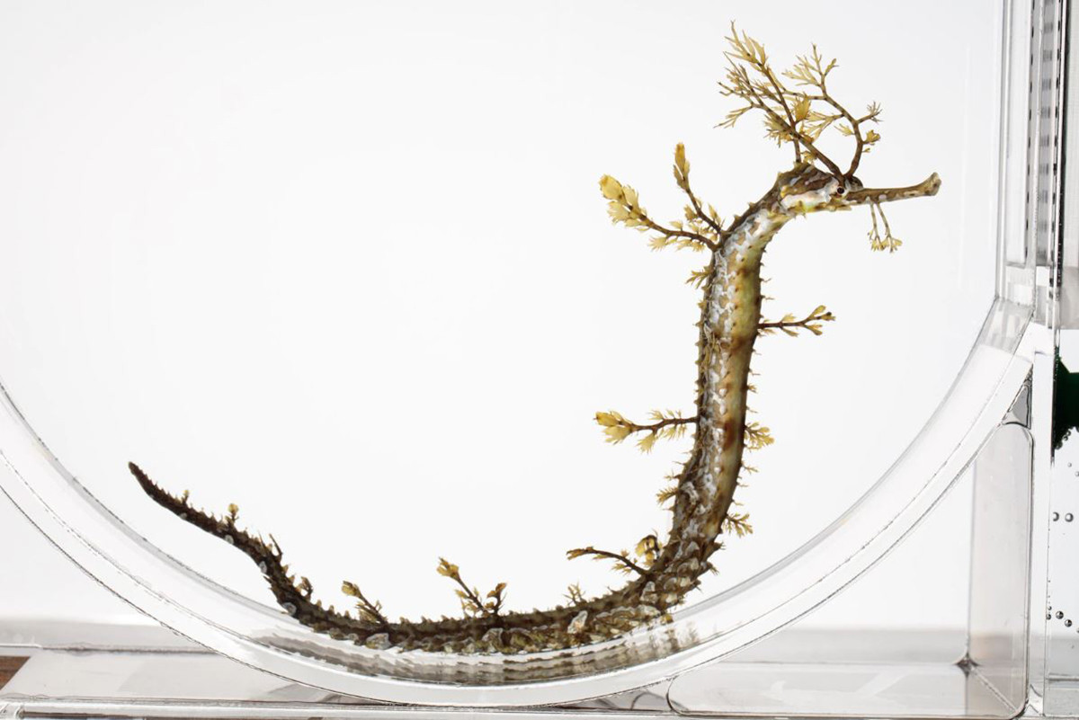 Cá chìa vôi Haliichthys taeniophorus được biết đến là bậc thầy ngụy trang trong thế giới động vật. Trong ảnh là một con cá chìa vôi Haliichthys taeniophorus tại công viên thủy cung Birch Aquarium ở San Diego, California, Mỹ.