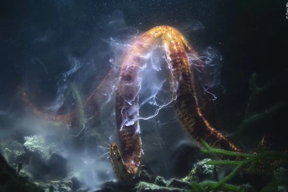 Nhiếp ảnh gia Tony Wu có được bức ảnh nổi tiếng chụp "vũ điệu sinh sản" của một con sao biển khổng lồ. Vùng nước xung quanh con sao biển chứa đầy tinh trùng và trứng từ những con sao biển cái.