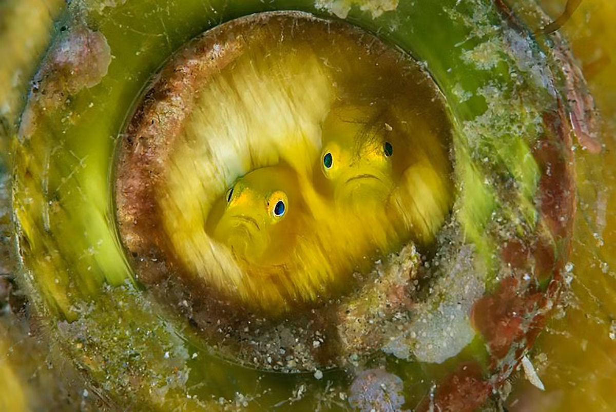 David Doubilet chụp được khoảnh khắc hai con cá bống vàng nhìn ra bên ngoài từ vỏ chai thủy tinh. Chúng chọn vỏ chai làm tổ ở ngoài khơi Anilao, phía nam thủ đô Manila của Philippines.