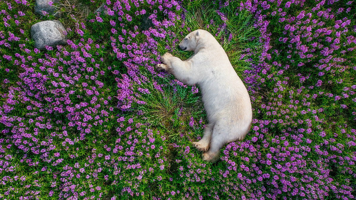 Một trong những bức ảnh động vật hoang dã ấn tượng nhất thế giới, được nhiều người yêu thích đó là ảnh chụp một con gấu Bắc cực dường như đang ngủ say giữa "thảm hoa" Epilobium angustifolium. Khoảnh khắc ấn tượng này do nhiếp ảnh gia Martin Gregus Jr. chụp ở tỉnh Manitoba của Canada.