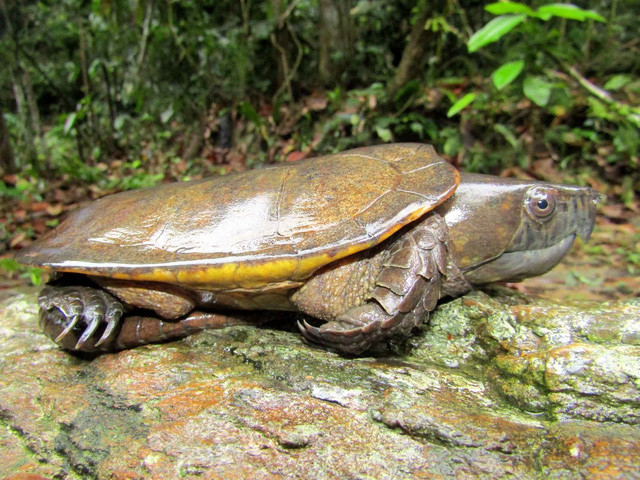 Rùa đầu to có tên khoa học là Plastysternon megacephalum. Loài rùa này là loài động vật hoang dã nguy cấp, quý, hiếm thuộc nhóm IB theo quy định tại Nghị định 06/2019/NĐ-CP của Chính phủ về quản lý thực vật rừng, động vật rừng nguy cấp, quý, hiếm và thực thi Công ước về buôn bán quốc tế các loài động vật, thực vật hoang dã nguy cấp, nghiêm cấm khai thác, sử dụng vì mục đích thương mại.