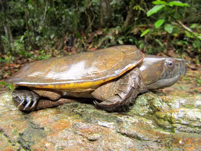 Rùa đầu to có tên khoa học là Plastysternon megacephalum. Loài rùa này là loài động vật hoang dã nguy cấp, quý, hiếm thuộc nhóm IB theo quy định tại Nghị định 06/2019/NĐ-CP của Chính phủ về quản lý thực vật rừng, động vật rừng nguy cấp, quý, hiếm và thực thi Công ước về buôn bán quốc tế các loài động vật, thực vật hoang dã nguy cấp, nghiêm cấm khai thác, sử dụng vì mục đích thương mại.