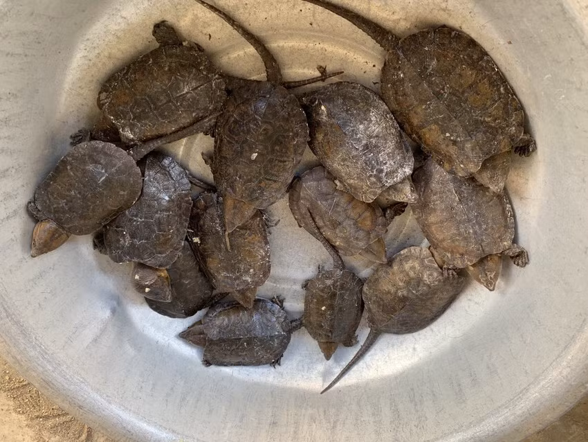 Theo đó, mọi hành vi vi phạm liên quan đến rùa đầu to sẽ bị truy cứu trách nhiệm hình sự hoặc xử lý vi phạm hành chính tùy theo số lượng cá thể, bộ phận không thể tách rời sự sống, giá trị sản phẩm hoặc trường hợp tái phạm.