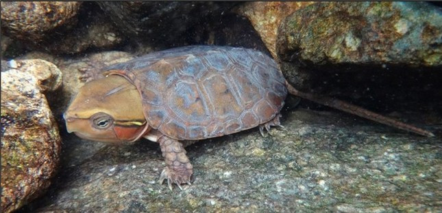 Loài rùa đầu to sinh sản vào mùa Hè. Chúng biết trèo cây, trèo đồi khá tốt.