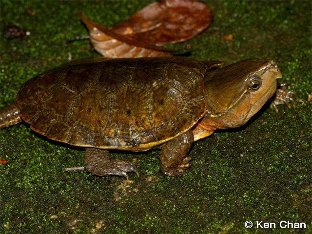 Loài rùa đầu to phân bố ở nhiều nước trên thế giới bao gồm Việt Nam. Tại nước ta, các tỉnh như: Hà Giang, Cao Bằng, Lào Cai, Thanh Hóa, Nghệ An, Hà Tĩnh, Quảng Trị, Quảng Nam, Kontum, Gia Lai... ghi nhận sự xuất hiện của rùa đầu to.