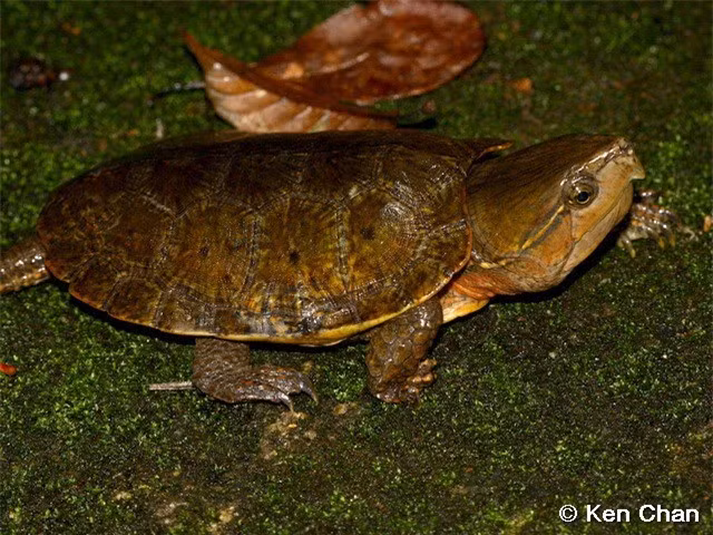 Loài rùa đầu to phân bố ở nhiều nước trên thế giới bao gồm Việt Nam. Tại nước ta, các tỉnh như: Hà Giang, Cao Bằng, Lào Cai, Thanh Hóa, Nghệ An, Hà Tĩnh, Quảng Trị, Quảng Nam, Kontum, Gia Lai... ghi nhận sự xuất hiện của rùa đầu to.