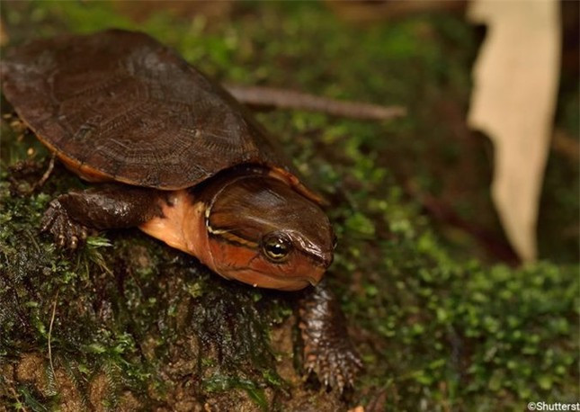 Rùa đầu to sống ở các khe suối trong rừng, nơi nước trong và chảy chậm. Chúng có thói quen đi kiếm ăn vào buổi tối.