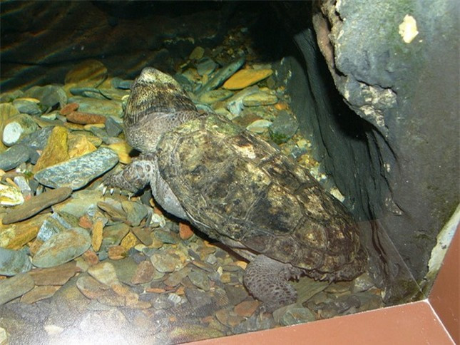 Rùa đầu to có đặc điểm nổi bật, dễ nhận biết là phần đầu có kích thước rất lớn.