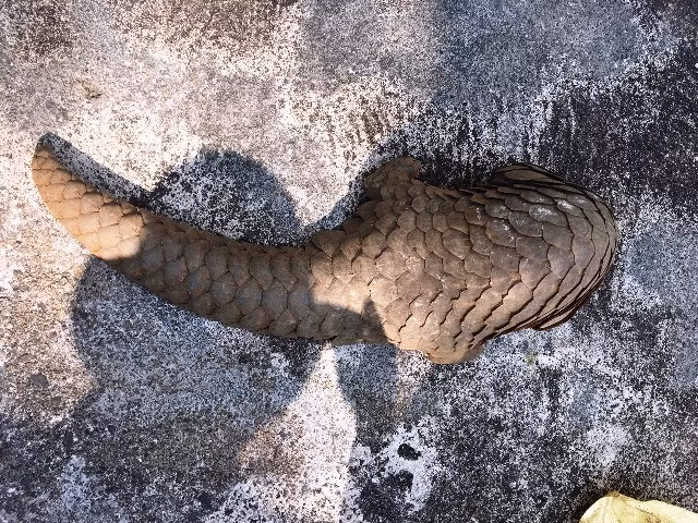 Vào ngày 15/12, Vườn quốc gia Cúc Phương (VQG Cúc Phương) thông tin đơn vị đã cứu hộ và tiếp nhận an toàn 5 cá thể tê tê Java từ cơ quan chức năng. Trong đó, vào ngày 14/12, VQG Cúc Phương phối hợp cùng Trung tâm bảo tồn động vật hoang dã tại Việt Nam đến Hạt Kiểm lâm huyện Thanh Thủy (Phú Thọ) để tiếp nhận một cá thể tê tê Java do người dân trước đó bàn giao cho kiểm lâm.