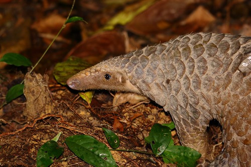 Tê tê thuộc loài thú nhỏ ăn côn trùng, sống về đêm và toàn thân được bao phủ bởi các vảy keratin. Chúng thích nghi với các sinh cảnh khá đa dạng, một số sống trên cây hoặc bán thời gian trên cây, trong khi các loài khác cư ngụ dưới đất.