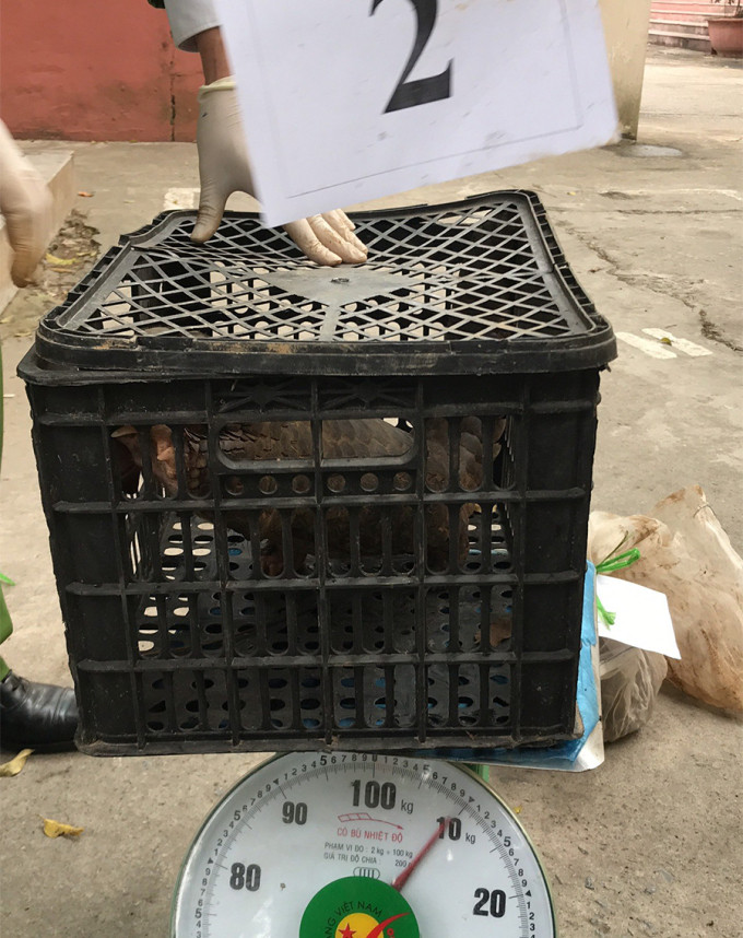 Vào ngày 29/12, Trung tâm bảo tồn động vật hoang dã tại Việt Nam (SVW) tiếp nhận 7 cá thể tê tê do công an tỉnh Thanh Hóa phối hợp với các đơn vị liên quan phát hiện. Chúng được đựng trong thùng xốp giấu trên xe tải chạy tuyến TP HCM - Thái Nguyên ngày 28/12. Ảnh: SVW.