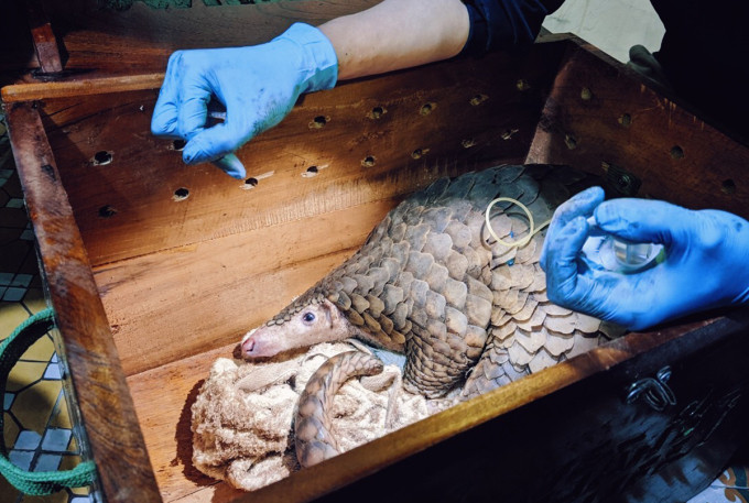 Bảy cá thể tê tê được buộc chặt trong một túi lưới với tổng trọng lượng khoảng 15 kg. Sau khi tiếp nhận, Trung tâm bảo tồn động vật hoang dã tại Việt Nam chuyển số tê tê này về Trung tâm cứu hộ tại vườn quốc gia Cúc Phương để chăm sóc. Ảnh: SVW.