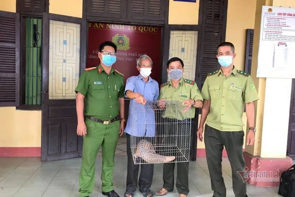 Loài tê tê vàng được IUCN đưa vào danh sách Cực kỳ nguy cấp vì sự suy giảm quần thể ngoài tự nhiên lên đến 80%. Ảnh: Vietnamnet.