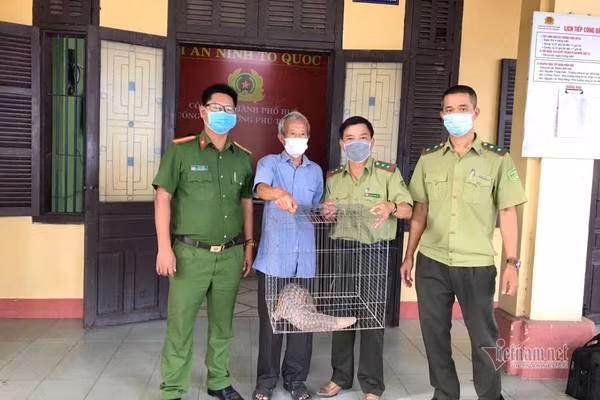 Loài tê tê vàng được IUCN đưa vào danh sách Cực kỳ nguy cấp vì sự suy giảm quần thể ngoài tự nhiên lên đến 80%. Ảnh: Vietnamnet.