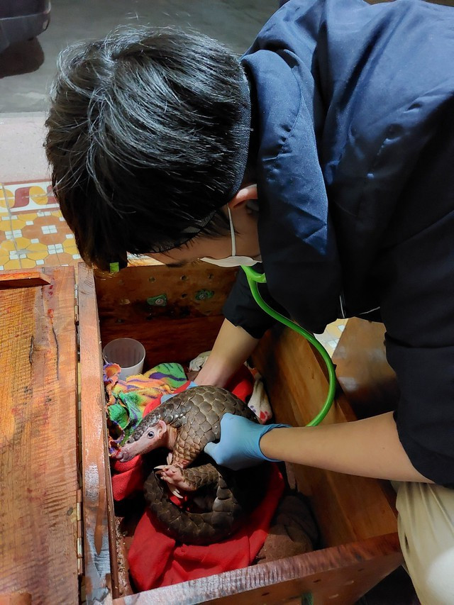 Theo ông Trần Văn Trường - điều phối cứu hộ của SVW, 7 cá thể tê tê đều trong tình trạng yếu và có các vết thương ngoài da do quá trình săn bắt vận chuyển trái phép. Vì vậy, lực lượng cứu hộ đang tập trung chăm sóc và điều trị tích cực tại khu kiểm dịch. Ảnh: SVW.