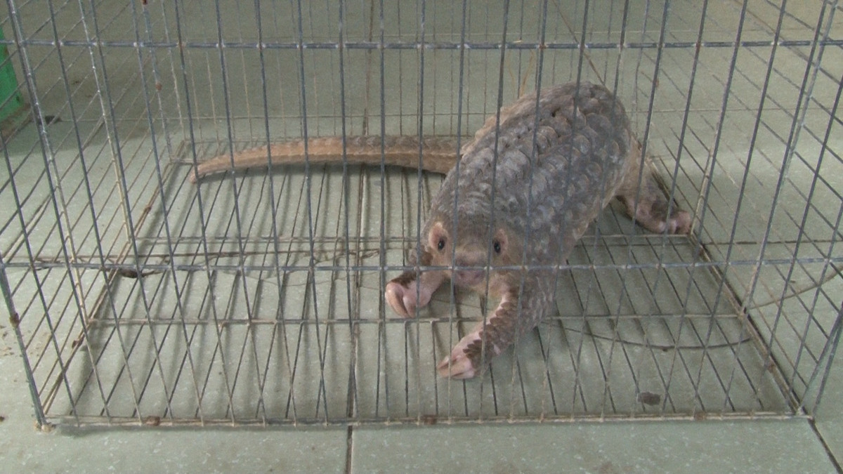 Bên cạnh những đặc điểm chung của loài tê tê, các cá thể tê tê vàng có một số điểm khác biệt để phân biệt như: tai có viền thịt rõ ràng, lòng bàn chân trước không nhẵn, đuôi ngắn hơn, vảy không bao phủ sống mũi và móng trước dài hơn móng sau. Ảnh: Lực lượng kiểm lâm cung cấp.