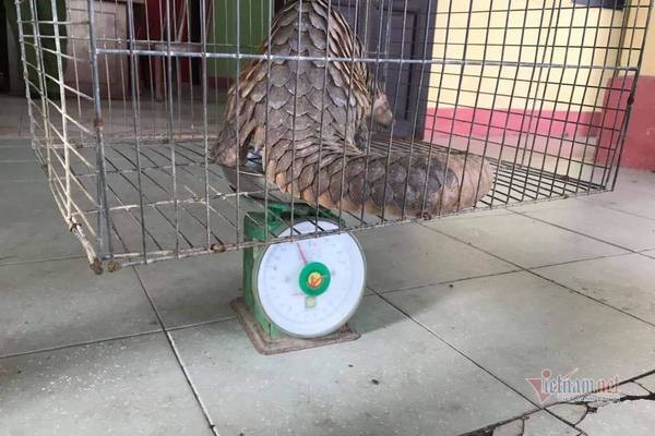 Tê tê vàng có tên khoa học là Manis pentadactyla. Đây là động vật quý hiếm thuộc nhóm IB (theo Nghị định 06/2019/NĐ-CP và Nghị định 160/2013/NĐ-CP) và nằm trong sách đỏ Việt Nam đang bị đe dọa tuyệt chủng, được pháp luật bảo vệ và nghiêm cấm khai thác, sử dụng, mua bán, tiêu thụ dưới mọi hình thức. Ảnh: Vietnamnet.