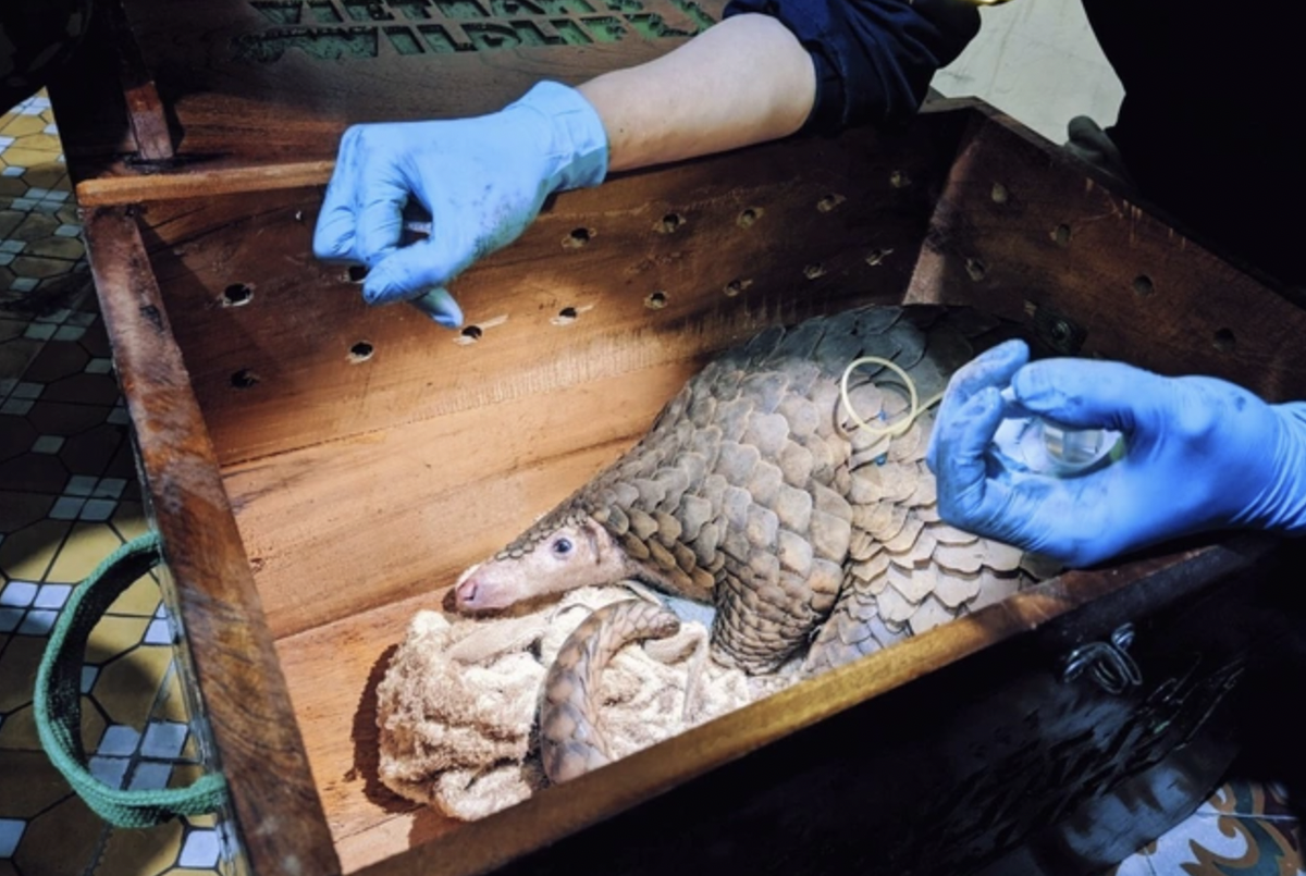 Trong số 7 cá thể, 5 cá thể tê tê Java sẽ được thả về tự nhiên sau khi sức khỏe ổn định. Hai cá thể tê tê vàng sẽ được giữ lại để ghép đôi phục vụ cho chương trình sinh sản bảo tồn. Ảnh: SVW.