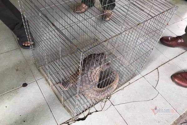 Nguyên nhân dẫn đến tình trạng này là do vấn nạn săn bắt, buôn bán trái phép quá mức để lấy thịt và vảy khiến loài tê tê vàng đứng trước nguy cơ tuyệt chủng. Ảnh: Vietnamnet.