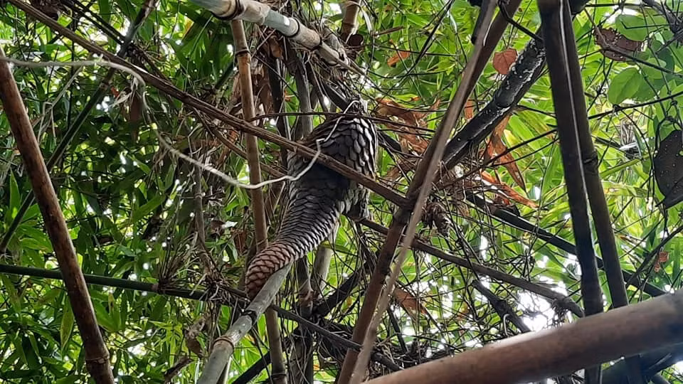 Loài tê tê có thói quen kiếm ăn vào ban đêm ở khu vực trên mặt đất. Trong khi đó, vào ban ngày, chúng trú ẩn trong hang. Thức ăn chủ yếu của tê tê gồm: mối, kiến, côn trùng nhỏ ở mặt đất, đôi khi ăn cỏ, lá cây mục... Ảnh: Lực lượng kiểm lâm cung cấp.