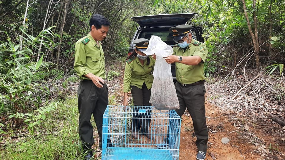 Tê tê thường sống trong rừng già, rừng thứ sinh, hỗn giao tre nứa gỗ, ở hang dưới các gốc cây to, mục nát hoặc vách đất đá trong lùm cây rậm rạp. Ảnh: Lực lượng kiểm lâm cung cấp.