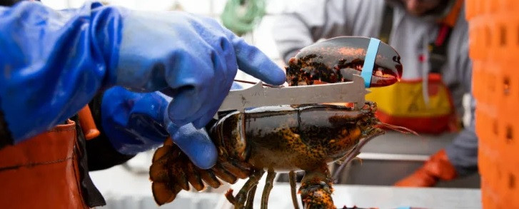 Vùng nước này kéo dài từ bờ biển ở Maine đến khu vực Đại Tây Dương của Canada. Theo đó, bang Maine được gọi là thủ phủ tôm hùm của Mỹ và ngành công nghiệp tôm hùm ở tiểu bang này vô cùng phát triển.