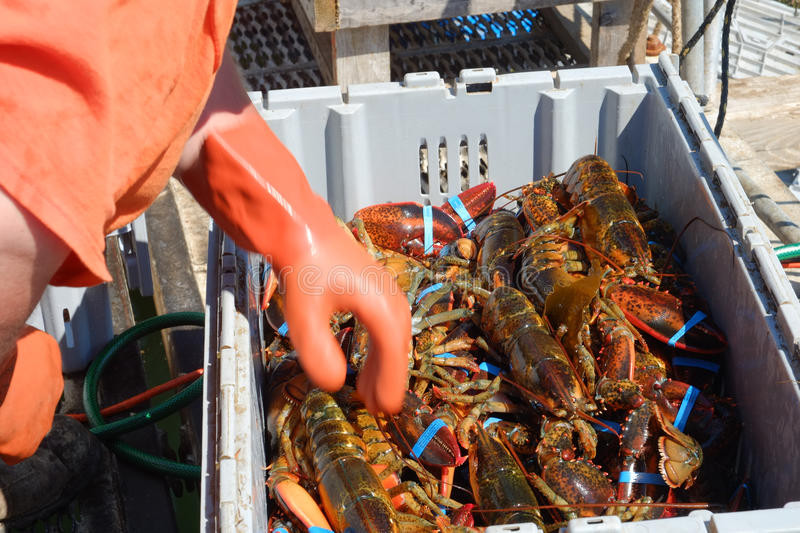 Thêm nữa, những người đánh bắt cũng khắc hình chữ “v” lên con tôm hùm cái để đánh dấu cho các ngư dân khác rằng họ cần bảo vệ những con này. Tôm hùm thường được các ngư dân đánh bắt bằng cách đặt bẫy hoặc lưới.